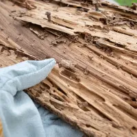 A gloved hand holding a piece of wood with termite damage