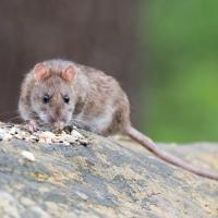 brown rat sniffing rocks