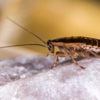 German Cockroach