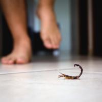 scorpion