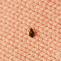 Bed bug on pink knitted fabric