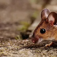 mouse walking on dirt
