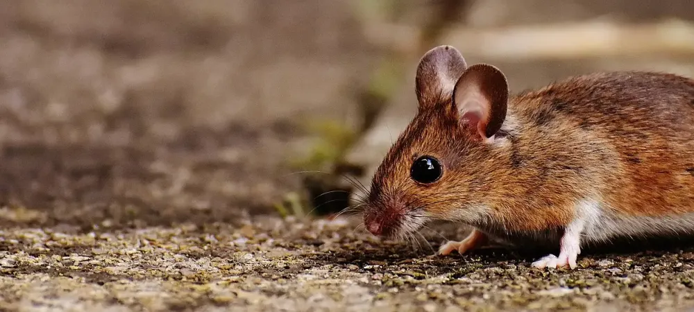 mouse walking on dirt