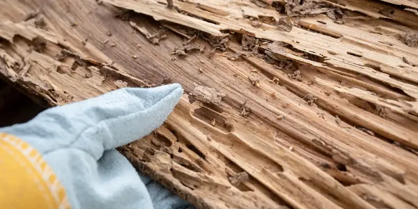 A gloved hand holding a piece of wood with termite damage