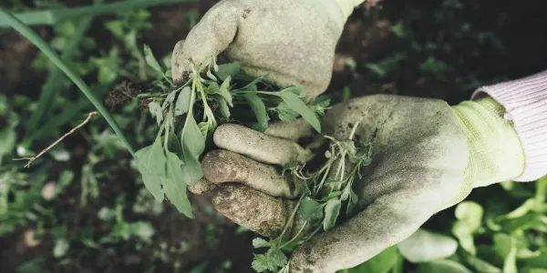 hands in gardening gloves holding weeds