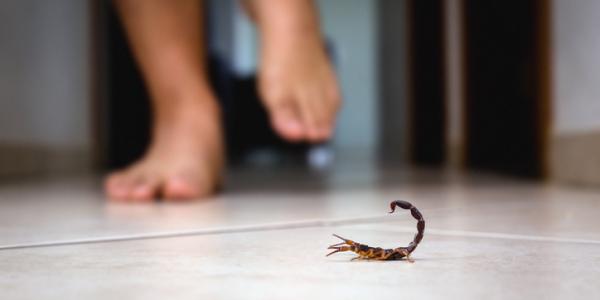 scorpion