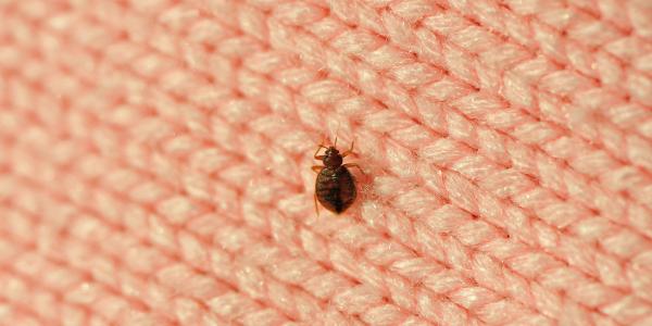 Bed bug on pink knitted fabric