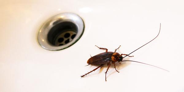 Roach