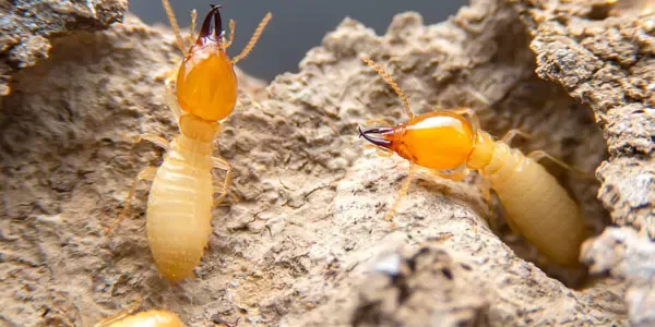 Close up image of termites on wood